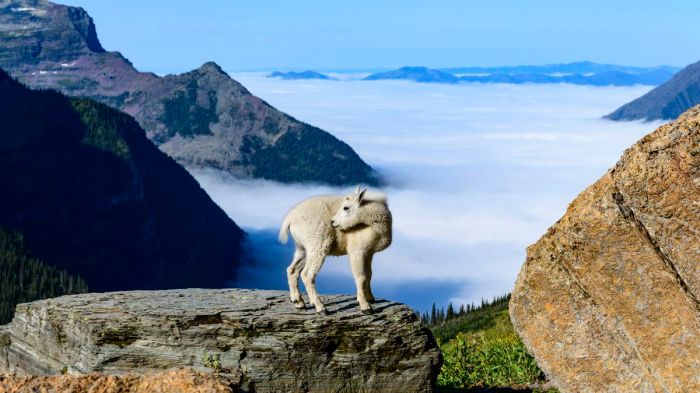 Parks national wildlife watching usa